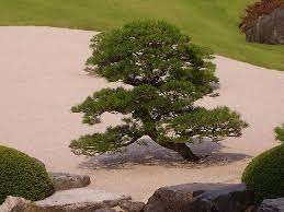 Ti guidiamo alla scorperta delle piante più utilizzate, più resistenti e affascianti. Piante Zen Quali Piante Utilizzare In Un Giardino Zen Giapponese Per Meditazione Il Blog Di Planeta Srl