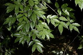 Image result for Craibia zimmermannii