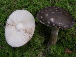 Picture Mushroom