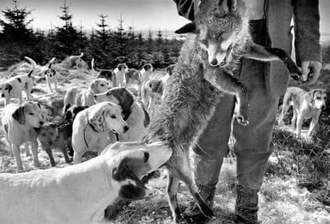 Country diary 1922: sympathy for the hunted fox | Hunting | The Guardian