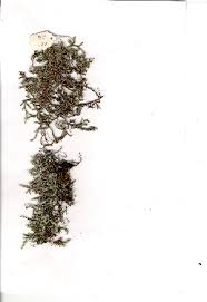 Image result for Selaginella dregei