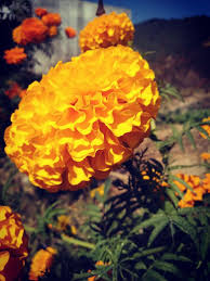 Photography Flower Marigold Flowers Marigold Plants