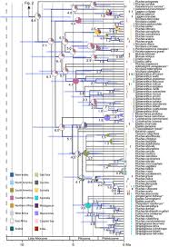 Image result for Neojeffreya