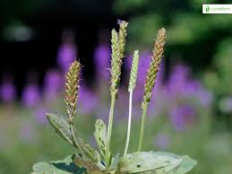 Image result for Plantago palmata