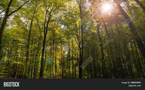 Summer Forrest Sunrise Image & Photo (Free Trial)