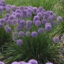 Allium Serendipity Ppaf Cpbraf Walters Gardens Inc Proven Winners Perennials Plants Perennials