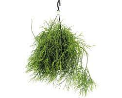 Anders als sein aussehen entspricht sein charakter aber dem. Korallenkaktus Rutenkaktus Ampel Floraself Rhipsalis Oasis H 20 30 Cm O 17 Cm Topf Bei Hornbach Kaufen