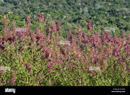 Image result for Syncolostemon