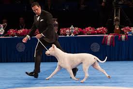 Shop a range of traditional and modern designs at prices you can afford. Dogo Argentino Dog Breed Information American Kennel Club
