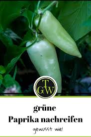 Grune Paprika Nachreifen Lassen Grune Paprika Paprika Gartenblog