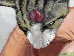 Covid arm, which should be more accurately referred to as covid vaccine arm per dr. How To Diagnose And Treat Feline Injection Site Sarcoma 13 Steps