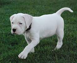 Amerikansk Bulldog American Bulldog Puppies Bulldog Puppies American Bulldog