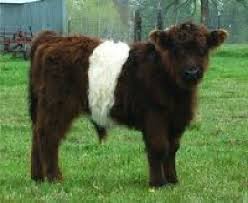 Farms downsize with miniature cows. Guide To Miniature Cattle Breeds For Small Modern Homesteading Farm