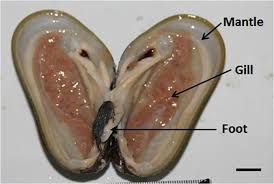 Image result for Platycaulos