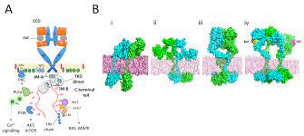 Cells | Free Full-Text | Cooperation and Interplay between EGFR Signalling  and Extracellular Vesicle Biogenesis in Cancer