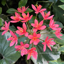 Image result for Scadoxus pole-evansii