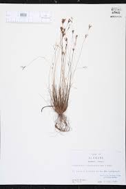 Image result for Bulbostylis trabeculata