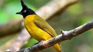 Demikian ulasan mengenai daftar harga burung kutilang beserta cara merawatnya. 5 Daftar Harga Burung Kutilang Terbaru Lengkap Serta Perawatannya