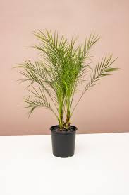 The pygmy date palm (phoenix roebelenii) is small in size—a mature pygmy palm can reach a height of 8 to 10 feet. Pygmy Date Palm Tropical Indoor Plants Lively Root