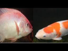 Ikan hias akuarium tanpa oksigen jenisnya banyak sekali dan itu perlu anda ketahui karena ketika anda memlihara ikan hias yang butuh oksigen tidak pas bahkan bisa mati jika tidak diberi oksigen, untuk itu anda perlu mengetahui beberapa jenis ikan hias yang tidak membutuhkan aksesoris seperti filter, aerator, sirkulator dan oksigen. Jika Koi Dicampur Ikan Nila Youtube