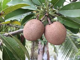 Image result for Sapotaceae