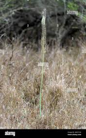Image result for Drimia altissima
