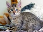 CFA Registered Egyptian Mau Cats and Kittens