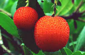 Check spelling or type a new query. The Strawberry Tree Fruit Is Not The Same As A Strawberry
