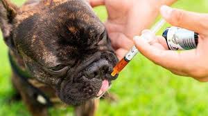 Petco carries soft chews, sprays, and hemp oil for dogs 12 weeks and older. Best Cbd Oil For Dogs According To Reviews From Pet Parents