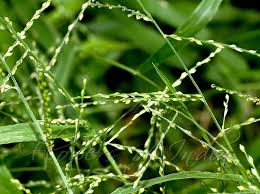 Image result for Urochloa reptans