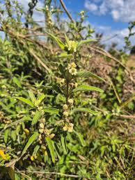 Image result for Lippia abyssinica