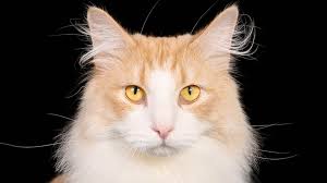 Things that make you go aww! Norwegian Forest Cat Price Personality Lifespan