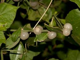 Image result for Salvadoraceae