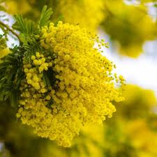 Image result for Mimosa