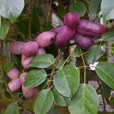 Image result for Grewia holtzii