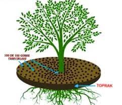 Çiğdem bitki ne zaman sonbaharda çiçek için yaz sonunda onları dikebilirsiniz. Visne Agaci Kurumasi 100 De 100 Gubre Toprak Duzenleyici Sivi Gubre