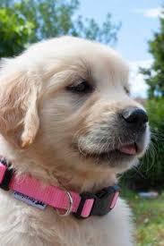 Golden Retriever Puppy Puppies Funny Animals Retriever Puppy
