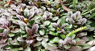 Image result for Ajuga