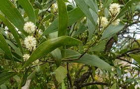 Image result for Acacia melanoxylon