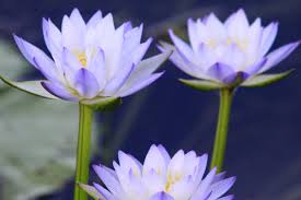 The pink water lily which is also referred to as pink darwin water lily is scientifically known as nymphaea darwin or water lily nymphaea. How To Grow Water Lilies In Perth Guildford Garden Centre
