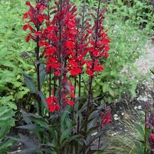 Image result for foto Lobelka