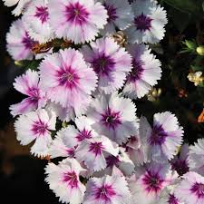 Evergreen foliage provides visual interest all year round.; 20 Best Ground Cover Plants And Flowers Low Maintenance Ground Covers To Prevent Weeds