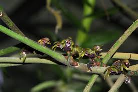 Image result for Nephrangis filiformis