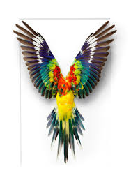Birds That Start With Red Opaline Red Rump Second Only To The Scarlet Macaw As The Most Colorful Bird I Ve Ever Worked With I Just Pulled Christopher Marley Parrot Wings Bird Wings