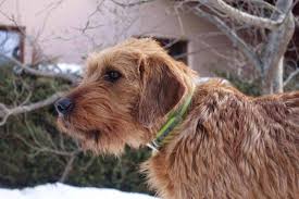 Image result for štýrský brakýř