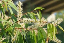 Image result for Melaleuca leucadendron