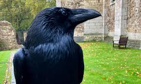 When you see the bird flying overhead, you can often get a good look at the . Bad Omen Tower Of London Raven Missing Feared Dead London The Guardian