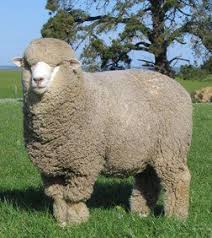 Black And White Sheep Breeds Nz Sheep Breeds Sheep Breeds Animals Cute Sheep