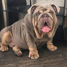 The list of specific bulldog breeds is extensive to be sure, and you can find it here at bulldogs.com. Burleybullz On Instagram King Nemesis Almost 6 Months Check Out His Unbelievable Pedigree Nemesis Bulldog Bulldog Puppies Best Dog Breeds Puppies