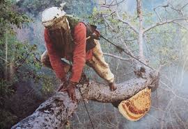 Картинки по запросу мед у непалі